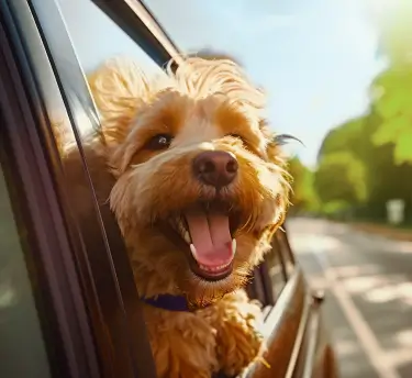 A happy, fluffy, light brown dog with its tongue out sticks its head out of a car window, enjoying a sunny day, suggesting pet fur as an allergy trigger